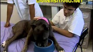 Curso de Veterinária da UFRGS [upl. by Geiger]