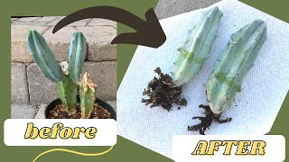 How to Root a Cactus Offset WITH RESULTS  Propagate a Cactus [upl. by Hynes]