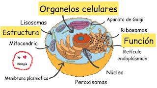 Organelos celulares estructura y función  BiologíayEcología Clasesdebiología [upl. by Malti]