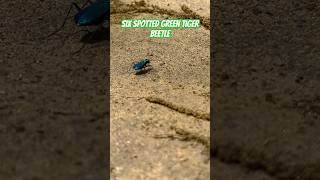 Six Spotted Green Tiger Beetle 🪲 entomology shorts beetle [upl. by Elnar]