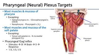 Larynx Pharynx and CST LO 4  Pharyngeal Plexus [upl. by Lemal]