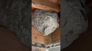 Treating a Yellow Jackets Nest in Sidney Ohio [upl. by Bihas298]