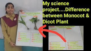 My Science ProjectDifference between Monocot amp Dicot plant [upl. by Notle]