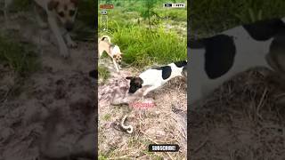 Dog Attacks on Snake shorts ytshorts viralshorts dog [upl. by Aitsirk]