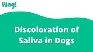 Discoloration of Saliva in Dogs  Wag [upl. by Pilif139]