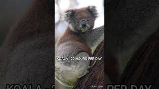 5 SLEEPIEST ANIMALS IN THE WORLD 👉 animals unknownfacts [upl. by Quinta983]