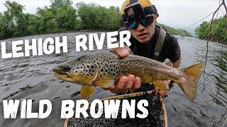 Lehigh River Trout Fishing WILD BROWNS 2023 [upl. by Atteras]