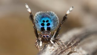 Peacock Spider quotStayin Alivequot [upl. by Vanhook]