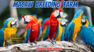 Macaw Breeding Farm  Scarlet Red Blue Gold amp Green Wing [upl. by Hnad]