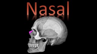 🦴 Hueso Nasal Viscerocráneo  Cráneo y cara  Anatomía [upl. by Gothar]