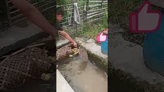 Transportation of ducklings in bamboo baskets [upl. by Norraa512]