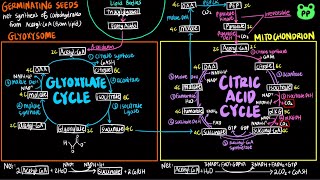 The Glyoxylate Cycle  CAC amp ETC 02  Biochemistry  PP Notes  Lehninger 6E Ch 164 [upl. by Ahsener]