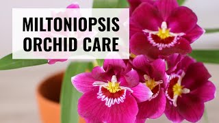 Miltoniopsis Orchid Care  How to Take Care of Miltoniopsis  CareCollab [upl. by Ahsenauq]