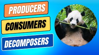 Ecosystems  What are Producers Consumers amp Decomposers sciencebytes [upl. by Nilyaj200]