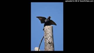 Sturnus vulgaris song [upl. by Atinehc]