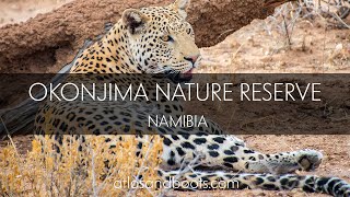 Leopards and cheetahs at Okonjima Nature Reserve Namibia [upl. by Anoet]