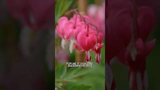 The common names for Dicentra Wish you had more of these in your garden plants garden [upl. by Popele]