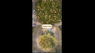 The Results of the Unexpected Harvest Pigeon Peas [upl. by Herm]