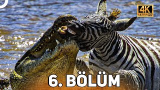 VAHŞİ SERÜVEN 6 BÖLÜM  4K HAYVAN BELGESELİ [upl. by Robet]