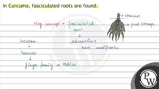 In Curcuma fasciculated roots are found [upl. by Melnick603]