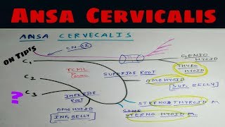 Ansa Cervicalis and Hypoglossal Nerve  Head and Neck Anatomy [upl. by Ambur949]