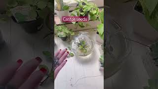 How to grow Castor Seeds viralvideo shortsvideo [upl. by Reisch]