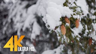 4K Snowy Winter Forest  Calming Sounds of Birds Singing on a Winter Morning [upl. by Notyard376]