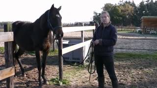 Oefening voor wanneer je het paard van A naar B brengt [upl. by Xilef]