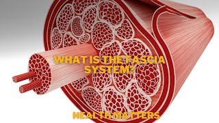 What is the Fascia System and why this is it so important to your body [upl. by Neimad464]