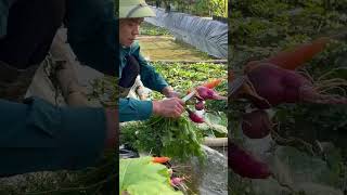 Harvest carrots radishes and other delicious fresh vegetables in my dream garden [upl. by Llib]