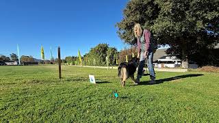 AKC Rally Novice 15 Call Front Finish Right Sit [upl. by Anson]