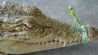 Crocodile Vs Mantis [upl. by Ebba]