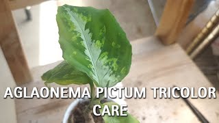 Aglaonema Pictum Tricolor Care Guide [upl. by Annabela]