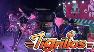 LOS TIGRILLOS  QUE LINDA ES LUPE EN VIVO DESDE APODACA NL 2022 [upl. by Lumpkin72]