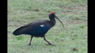 RED NAPED IBIS AT KUKKARAHALLI LAKE MYSORE [upl. by Epilif]