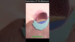 Implantation of blastocyst [upl. by Sherurd86]