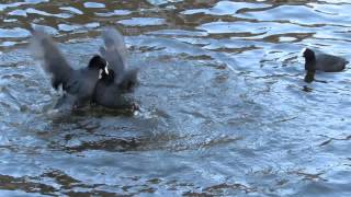 Vroege Vogels  Vechtende meerkoeten [upl. by Frannie798]