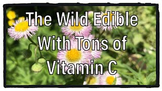 How To Identify Daisy Fleabane  Wild Edibles Season 3 [upl. by Nicodemus]