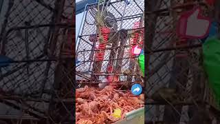 Crab fishing process [upl. by Atlanta]