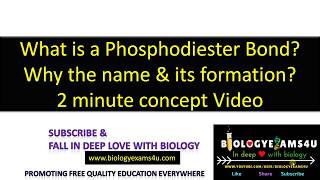 How is Phosphodiester Bond formed in DNA Why the Name [upl. by Rexana]