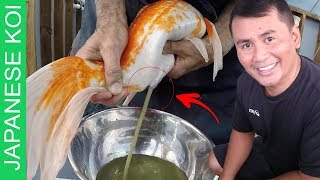 16 DIY STEPS  Breeding japanese koi made easy  complete step by step tutorial [upl. by Lisandra]