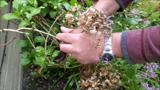 Pruning mophead hydrangeas [upl. by Mourant204]