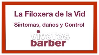 Filoxera de la Vid Historia Síntomas daños y Prevención ✅ [upl. by Aitsirhc]