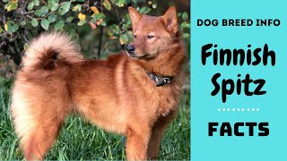 Finnish Spitz dog breed All breed characteristics and facts about Finnish Spitz dogs [upl. by Ardnuaek708]