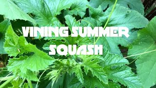 VINING SUMMER SQUASH [upl. by Delos]