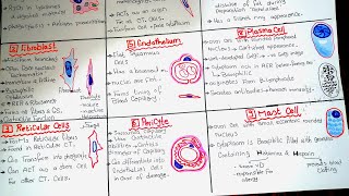 Connective Tissue schemme [upl. by Einama]