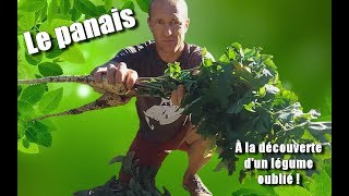 Le panais légume oublié [upl. by Ysnap]