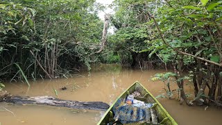 KINI MUSIM HUJAN RAWA KEBANJIRAN KERUH DAN SERBUAN KAWANAN PATIL DARI SUNGAI BESAR [upl. by Aronel]