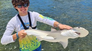 GIANT Bonnethead Shark Catch Clean Cook [upl. by Nykal]