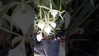 Floração de brassavola Perini no orquidario [upl. by Stirling]